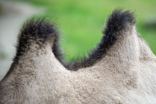 Camel hump close-up. The back of a camel with two humps. Humpback animal.