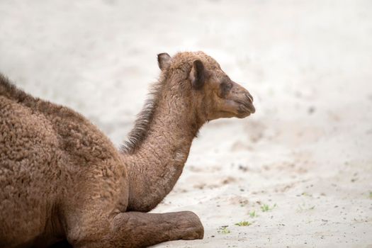 A small camel lie on the hot sand in the desert. Side view, close up. Camel cub