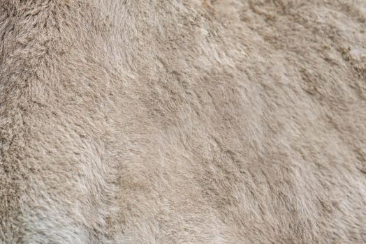 Camel texture. Camel skin close up. Camel wool for background or texture.