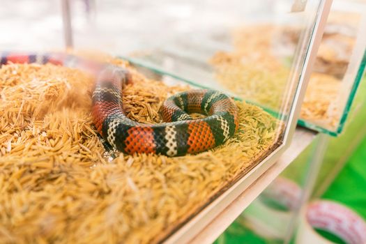 Pet false coral snake in a glass fish tank sleeping