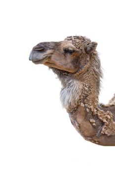 Close-up of a camel's head on a white background. Camel isolated on white background side view