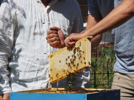 Beekeeper working with bees and beehives on the apiary. Beekeeping concept. Beekeeper harvesting honey Beekeeper on apiary.