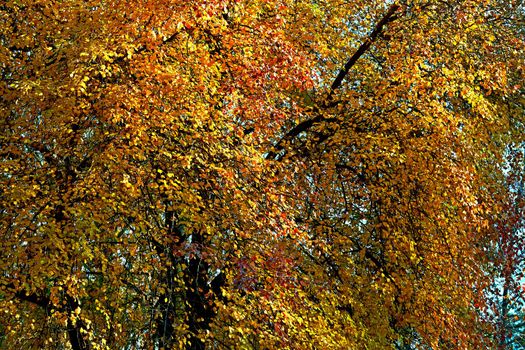 Autumn is the most colorful time of the year from all seasons, when nature changes its usual appearance to golden colors in autumn sun. Autumn golden wall.Spreading branches with bright leaves