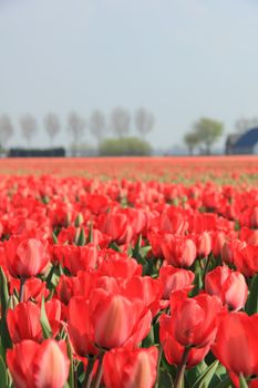 Red tulips growing in a field and a clear blue sky