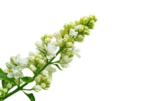 La Eurasian shrub or small tree of olive family, that has fragrant violet, pink, or white blossoms and is widely cultivated as an ornamental.Fresh lilac branch with white flowers isolated on white