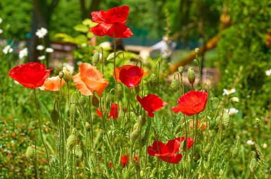 a herbaceous plant with showy flowers, milky sap, and rounded seed capsules. Many poppies contain alkaloids and are a source of drugs such as morphine and codeine.Bright scarlet red poppies