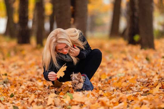 yorkshire terrier with his mistress in the autumn park