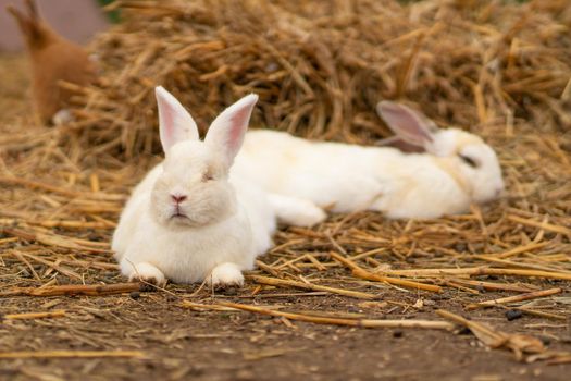 Rabbit white bunny easter brown nature background fluffy green cute, for sitting portrait from happy and furry ear, animal funny. Lovely ,