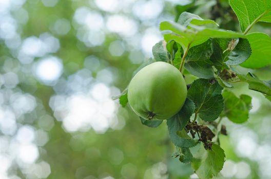 green apple hanging on the tree.