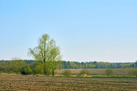 the preparation of land for growing crops.A plowed field with a green tree prepared for planting or fertilizing