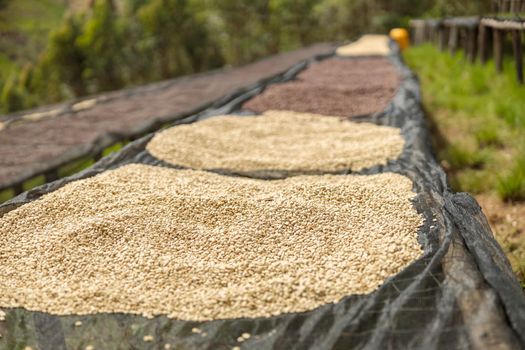 Close up of sorted coffee beans on drying tables at the farm in Rwanda region