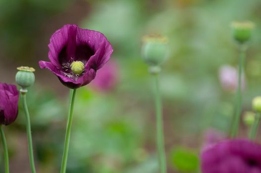 amazing purple poppies summer buds of summer flowers close up, floral background. High quality photo