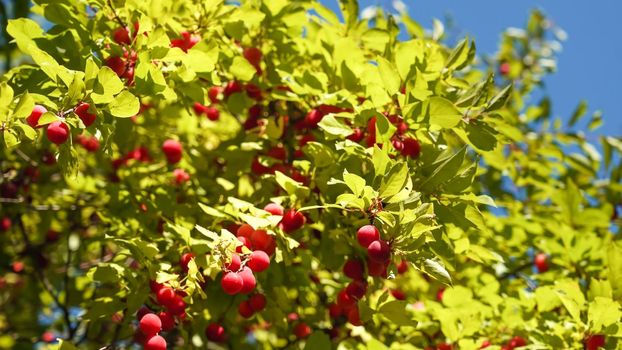 Branches with cherry plum berries in summer