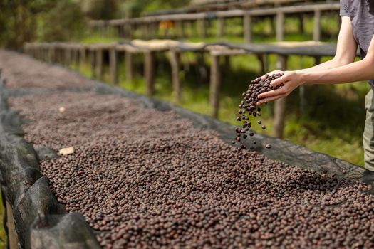Cropped photo of female hands pouring coffee beans onto the drying table on a plantation. Copy space. Rwanda