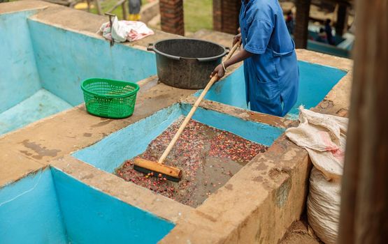 Male worker mixing coffee beans in water during washing in production