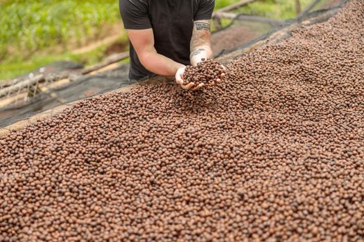 Cropped photo of man showing anaerobic processing in coffee production