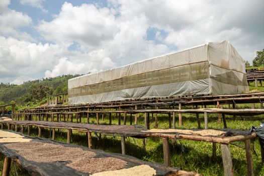 Drying coffee beans on drying rack at farm in Africa region