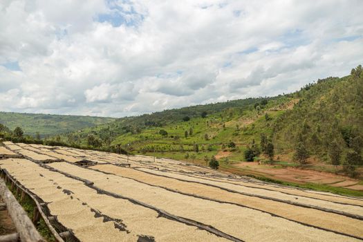 Long tables for drying coffee beans on a hillside outdoors at farm, Africa