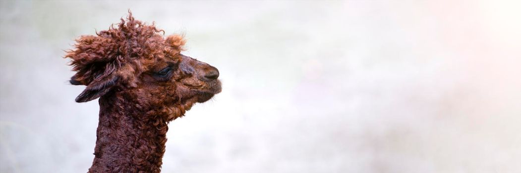 Alpaca close-up. Head of a brown alpaca, side view. Funny animal. Space for text