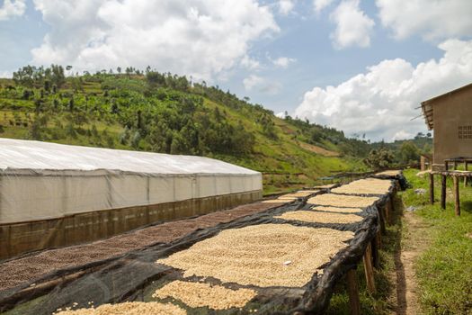 Coffee beans drying in the sun at farm, Rwanda region