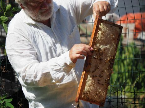 Beekeeper working with bees and beehives on the apiary. Beekeeping concept. Beekeeper harvesting honey Beekeeper on apiary.