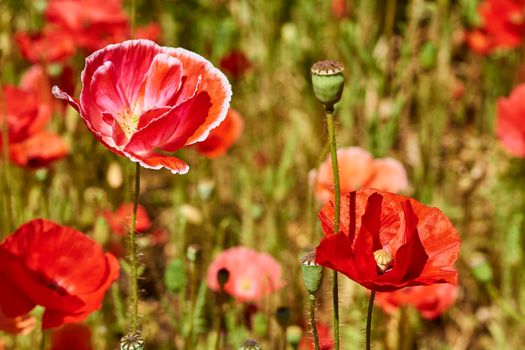 a herbaceous plant with showy flowers, milky sap, and rounded seed capsules. Many poppies contain alkaloids and are a source of drugs such as morphine and codeine.Red scarlet poppies close-up