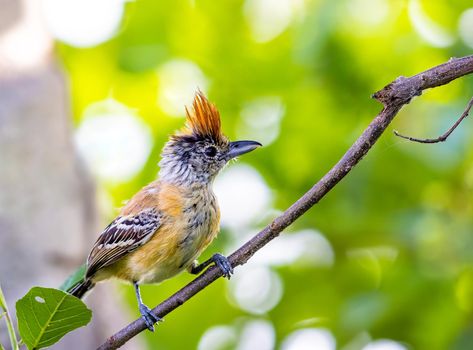 Female Black Crested Antshrike perched on a tree in Colombia