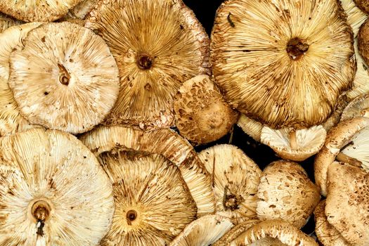 a fungal growth that typically takes the form of a domed cap on a stalk, with gills on the underside of the cap. Edible mushrooms Macrolepiota procera for making delicious meals