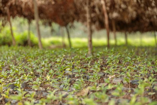 Close up of many coffee sprouts on a plantation with trees on the background, Rwanda region