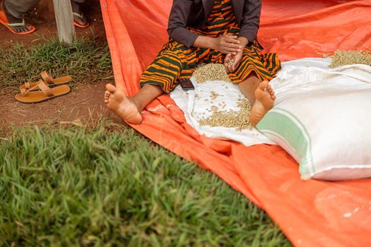 Cropped poto of female worker sitting on the ground and sorting coffee beans outdoors at farm