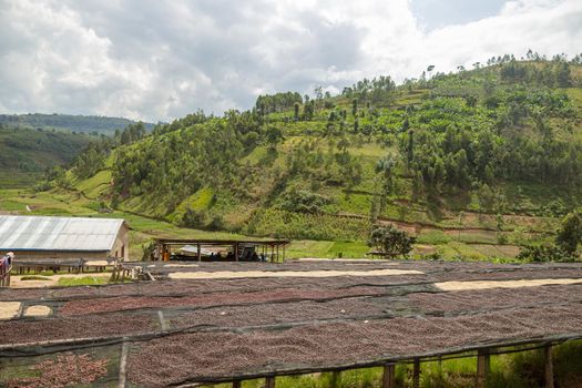 Coffee production on the hillside in Rwanda region, drying station. Rwanda