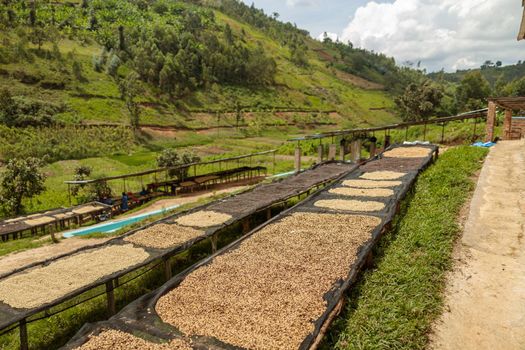 Coffee beans on drying racks on natural sunlight with mountains on the background