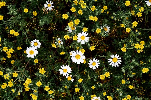 the seed-bearing part of a plant, consisting of reproductive organs stamens and carpels that are typically surrounded by a brightly colored corolla petals and a green calyx