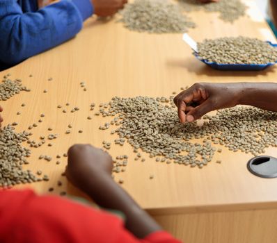Cropped photo of African American female hands employees sorting coffee beans by size in production