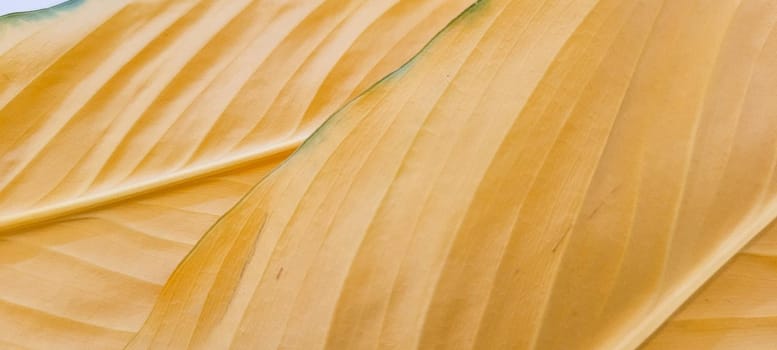 yellow and green foliage of brazilian tropical plant that can be used as textured background