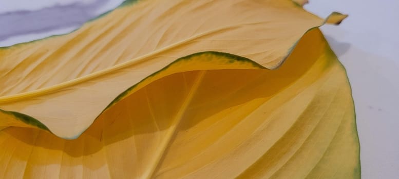 yellow and green foliage of brazilian tropical plant that can be used as textured background