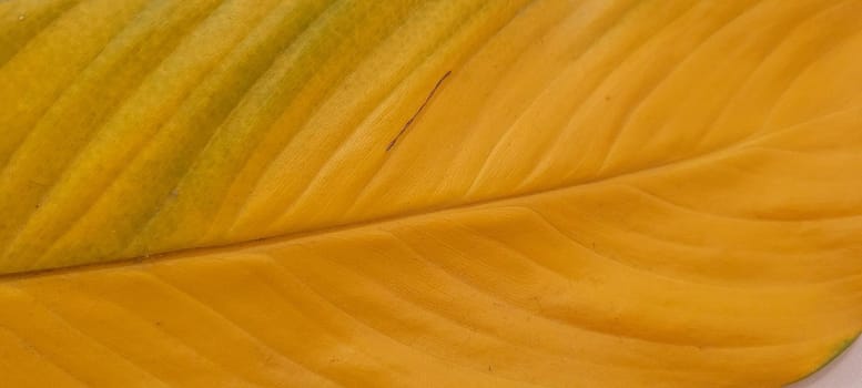 yellow and green foliage of brazilian tropical plant that can be used as textured background