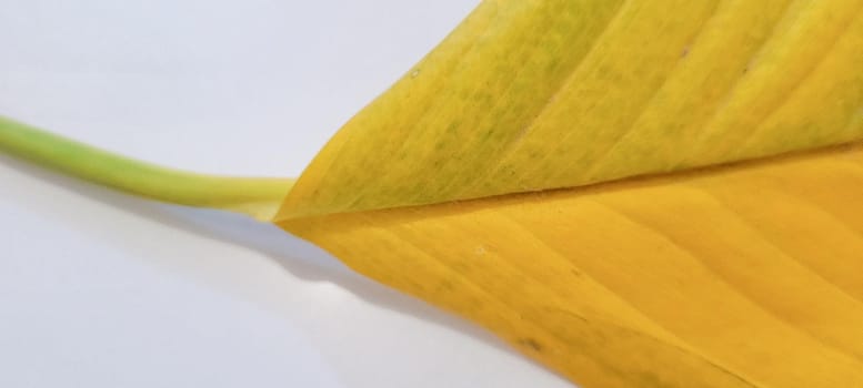 yellow and green foliage of brazilian tropical plant that can be used as textured background