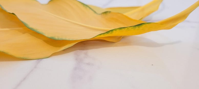 yellow and green foliage of brazilian tropical plant that can be used as textured background