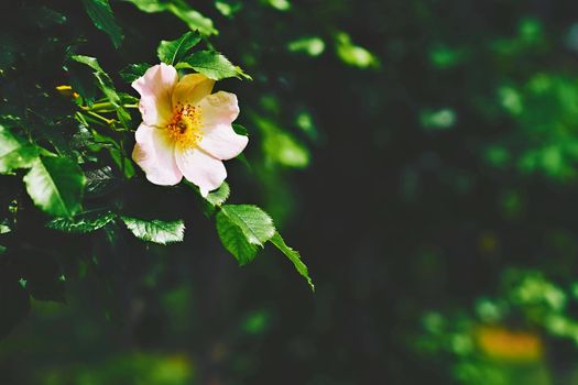 The rose hip or rosehip, also called rose haw and rose hep, is the accessory fruit of the various species of rose plant.Pink purple rosehip flower in a sunbeam among green foliage.