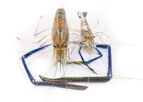 Giant Freshwater Prawn on white background close up