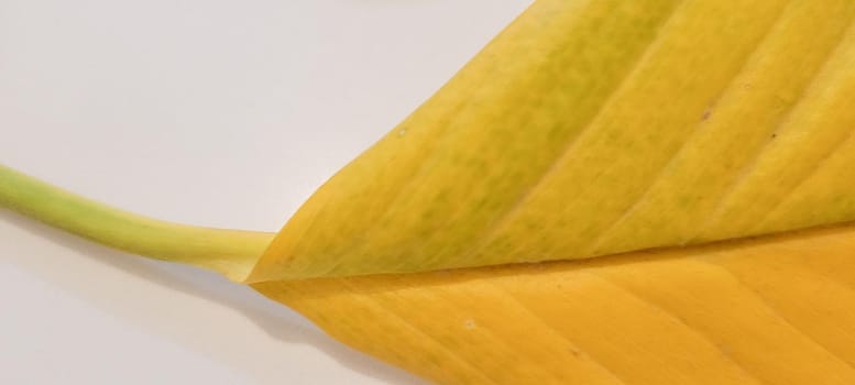 yellow and green foliage of brazilian tropical plant that can be used as textured background