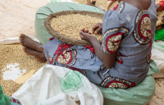 Cropped photo of female worker sitting on the floor and sorting coffee beans in region of Rwanda