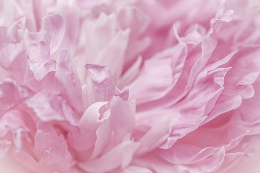 Soft focus, abstract floral background, pink peony flower petals. Macro flowers backdrop for holiday brand design