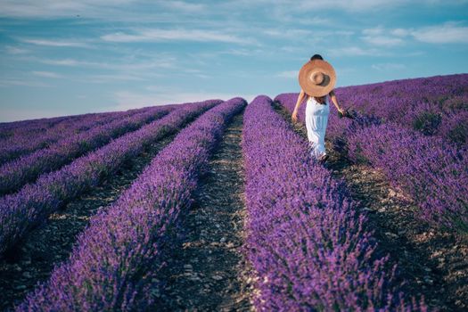 Lavender flower blooming scented fields in endless rows. Selective focus on Bushes of lavender purple aromatic flowers at lavender field. Abstract blur for background.