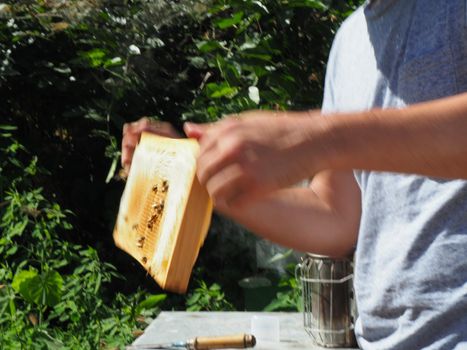 Beekeeper working with bees and beehives on the apiary. Beekeeping concept. Beekeeper harvesting honey Beekeeper on apiary.