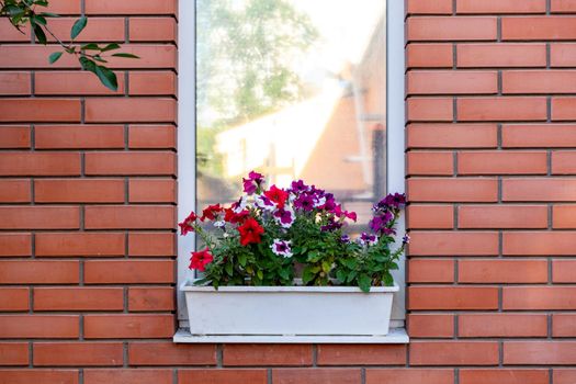 Flowers in a box on the windowsill of a residential building. A red brick house. A window in a red brick wall with potted flowers on the outside sill. Potted Plant Against red Brick Wall. Copy space