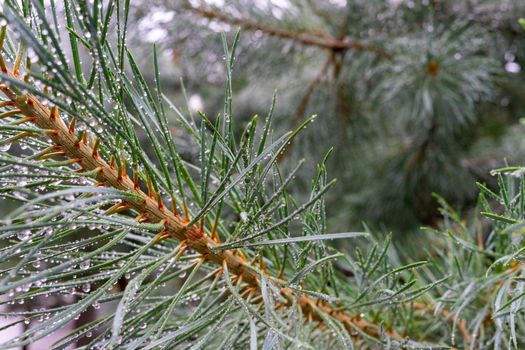 Green pine branch with raindrops close-up. Selective focus.