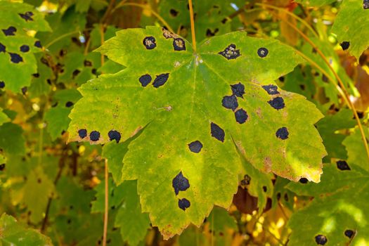 Green leaves of wild grapes are damaged by black spots.