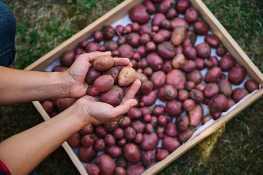 View from above of the hands of a farmer agronomist holding freshly dug organic potatoes over wooden crate with harvested crop. Seasonal harvest time. Agribusiness. Agriculture. Top view. Copy space